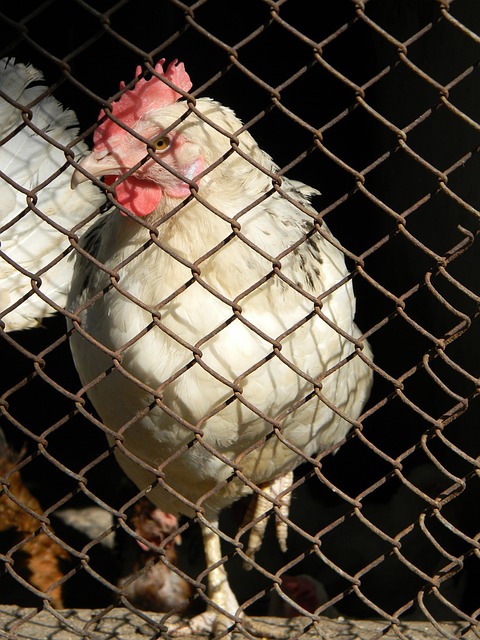 锐意进取的 锐意进取的